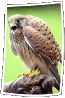 Kestrel / Sarkerfalke - Zoo Hellabrunn Munich