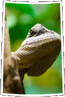 Little saurian - Kleine Echse - Zoo Augsburg